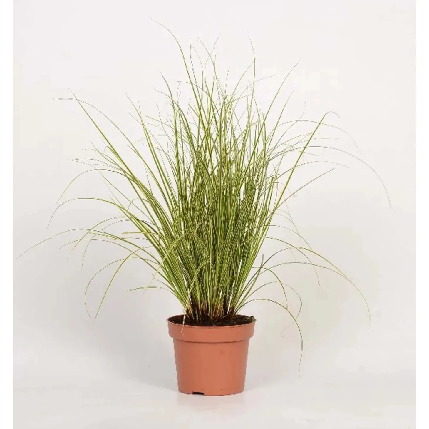 Carex Morrowii Aureovariegata Vaso 10,5 cm