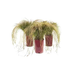 Carex testacea LV 6