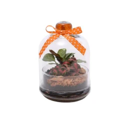Composizione Terrarium Giardino cupola Ø 14 cm