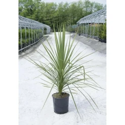 Cordyline australis