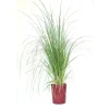 Cortaderia selloana - Erbe della Pampa
