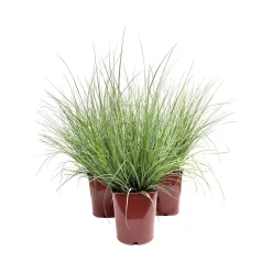 Cortaderia selloana "Pumila" LV 11