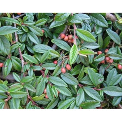 Cotoneaster salicifolius `Repens`