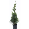Cupressocyparis leylandii "Castlewellan Gold" cespuglio h cm 150/175