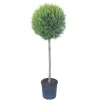 Cupressocyparis leylandii `Castlewellan Gold` - Cipresso leilandi giallo
