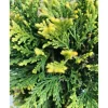 Cupressocyparis leylandii `Castlewellan Gold` - Cipresso leilandi giallo