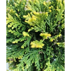 Cupressocyparis leylandii `Castlewellan Gold` - Cipresso leilandi giallo