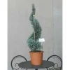 Cupressus arizonica `Fastigiatà - Cipresso blu