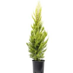 Cupressus macrocarpa "Goldcrest" h cm 80/100