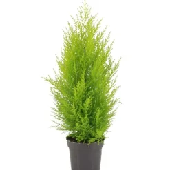 Cupressus Wilma duo palla vaso da 17 cm