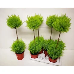 Cupressus Wilma piramide vaso 17 cm