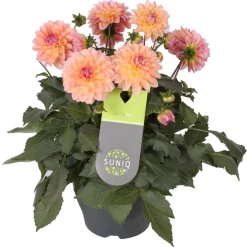 Dahlia uniq xxl in vaso 23 cm