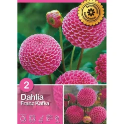 Dalia "Franz Kafka"