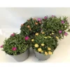 Delosperma Jewel mix vaso 12 cm