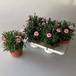 Dianthus Double Licious mix vaso 15 cm