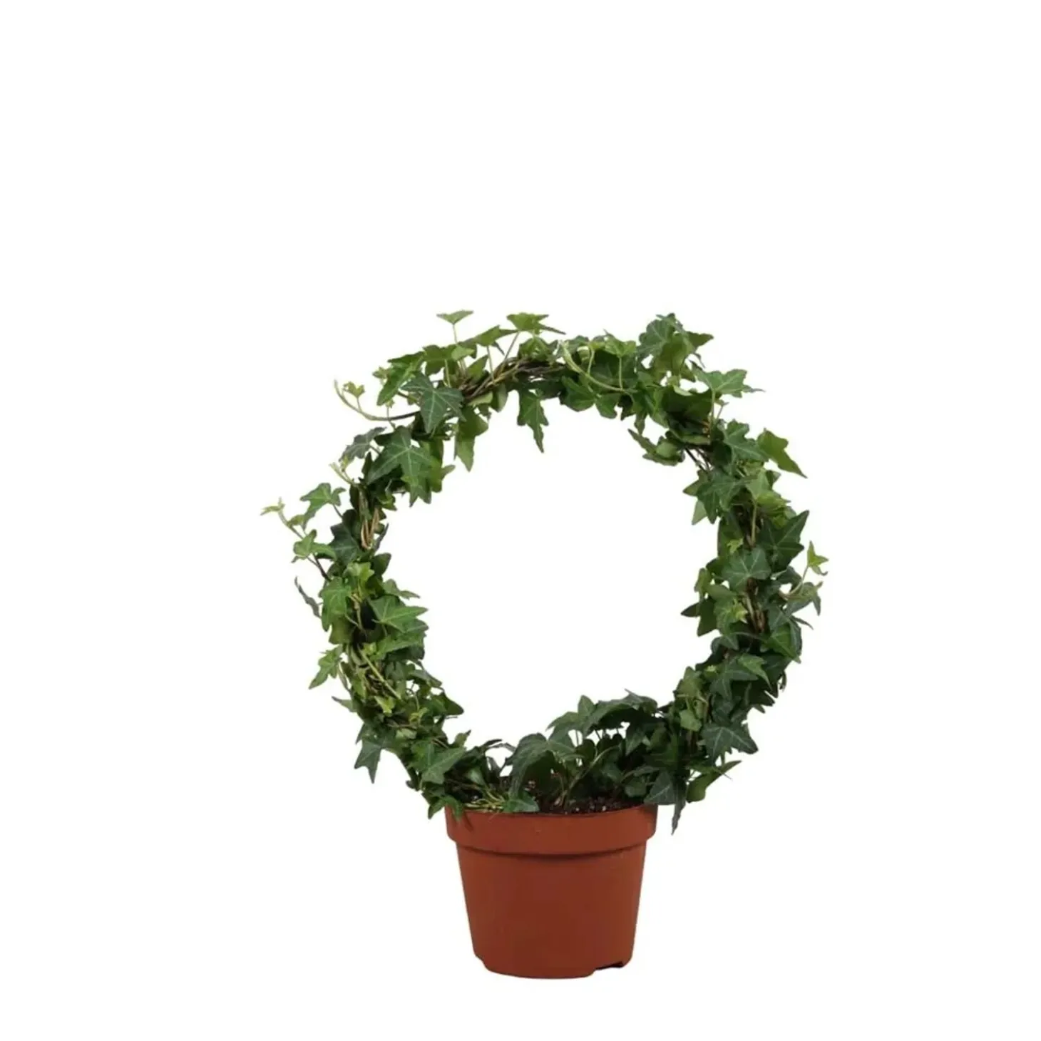 Edera verde arco vsao Ø 13 cm