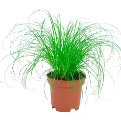 Erba cyperus zumula "erba gatta" Ø 12 cm