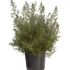 Erica canaliculata