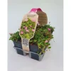 Erodium Bishop Forma vaso 9 cm