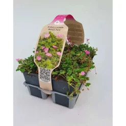 Erodium Bishop Forma vaso 9 cm