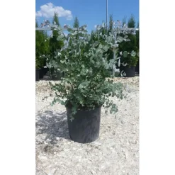 Eucalyptus gunnii