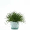 Festuca Ami Green vaso Ø 10,5 cm