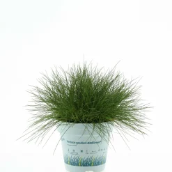 Festuca Ami Green vaso Ø 10,5 cm