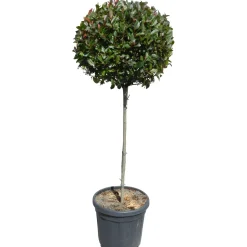 Fotinia "Little Red Robin" Altezza ca. 120 cm Vaso ca. 30 l Photinia