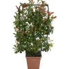 Fotinia Red Robin H ca. 90 cm Vaso ca. 18 l Photinia