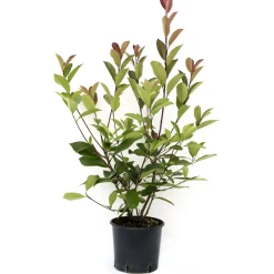 Fotinia serrulata "Red Robin" 80/100 cm