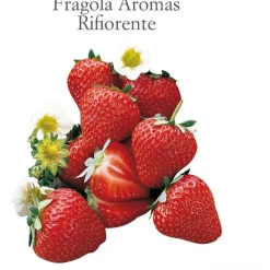 Fragola rifiorente vaschetta 4 pz