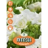 Fresia "Double White"