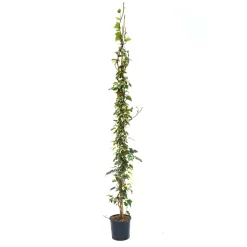 Hedera algeriensis `Gloire de Marengo` - Edera variegata