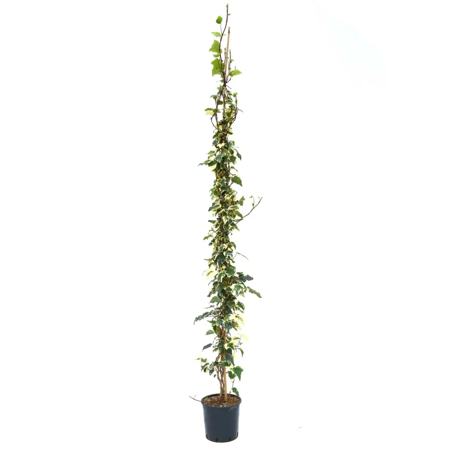 Hedera algeriensis `Gloire de Marengo` - Edera variegata