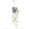 Hedera Heix Yellowripple Vaso 17 cm