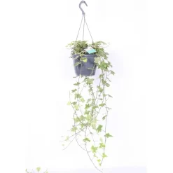 Hedera Heix Yellowripple Vaso 17 cm