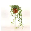 Hedera Helix Bianco vaso 13 cm