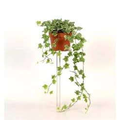 Hedera Helix Bianco vaso 13 cm