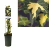 Hederahelixgoldheart Vaso 17 cm