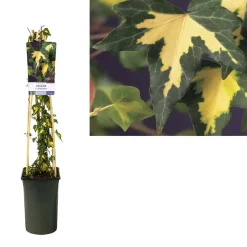 Hederahelixgoldheart Vaso 17 cm