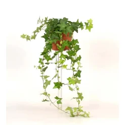 Hedera Helix Verde vaso 13 cm