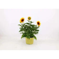 Helianthus Annus Sunbelievable vaso 17 cm