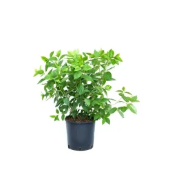 Hydrangea paniculata `Bobo` - Ortensia paniculata