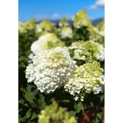 Hydrangea paniculata - Ortensia paniculata