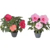 Ibisco in colori H ca. 60 cm Vaso Ø ca. cm 23 cm Hibiscus moscheutos
