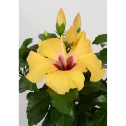 Ibisco rosa HibisQs GROW by OBI Giallo vaso Ø ca. 13 cm