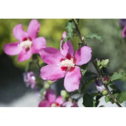 Ibisco syriacus in diverse varietà
