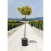Ilex aquifolium 'Madame Briot' vaso 28 cm