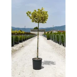 Ilex aquifolium 'Madame Briot' vaso 28 cm