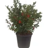 Ilex blu maide vaso 28 cm